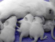 Сонник - мыши, значение сновидений о мышах
